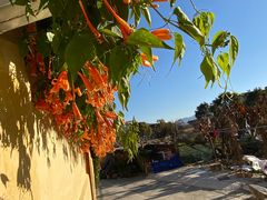 -老炳·七丛松甘草水果