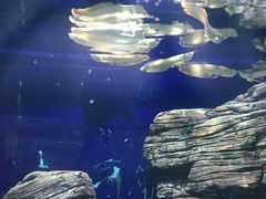 -苏州海洋馆