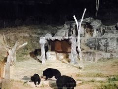 -清迈夜间动物园