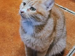 -清真·七祺祥面片手抓羊肉(瑞德店)