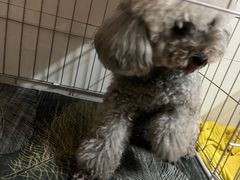 -安安宠医·普外科·内科·心超(佛山同济分院)