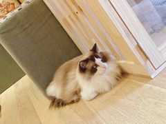 -CAT’S MEWSTAR CAFE·喵星球猫屋(晴湾咖啡店)