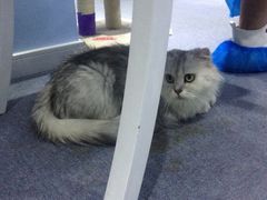 iphone_upload_pic-喵的天空名猫咖啡馆·撸猫·猫舍·用品