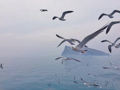 -长岛万鸟岛