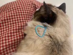 -共舞时光猫咖·狗咖(新街口店)