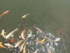 -观潮胜地公园