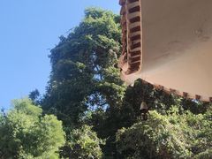 -深圳仙湖植物园