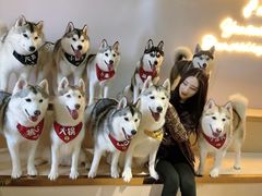 -Husky Go! 哈士奇体验馆·宠物咖啡厅狗咖