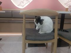 -喵园·猫主题咖啡厅·撸猫·猫咖(国贸店)