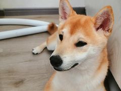 -浣熊柯尔鸭土拨鼠·电玩咖