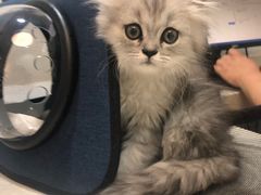 -艾贝尔宠物医院·24H转诊中心·肿瘤猫专科(江宁双龙店)