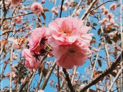 -天适樱花悠乐园
