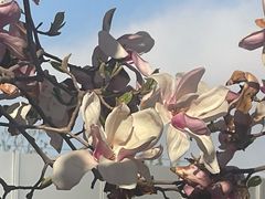 -石家庄市植物园