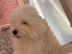 -momokira米努特·德文卷毛猫·棉花面纱犬