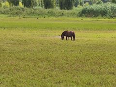 -泸沽湖国家级风景名胜区走婚桥