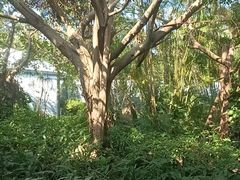 -广东惠东海龟国家级自然保护区