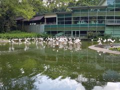 -新加坡飞禽公园