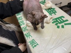 -瑞派宠物医院·24h·骨外科·皮肤科·全科宠物医疗转诊中心(沈阳浑南院)