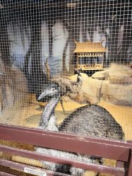 -酷嗒动物文化乐园(cutezoo西溪乐天城店)