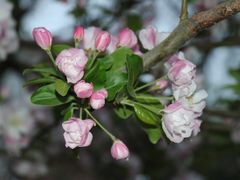 -海棠花溪(元大都城垣遗址公园)