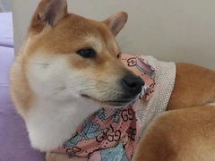 -怪兽屋·羊驼·猫咖·狗咖(俊华广场店)