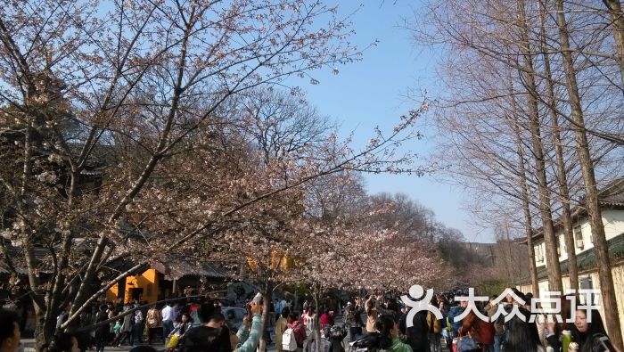 雞鳴寺櫻花大道圖片 - 第5張