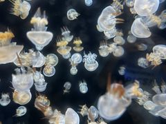 -海合安天津极地海洋公园