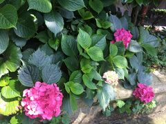 -普陀山慧济禅寺