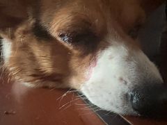 -爱侣宠医·鹦鹉专科·小型哺乳类·异宠专科(灵石路店)