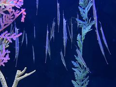 -上海海洋水族馆