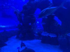 -成都浩海立方海洋公园