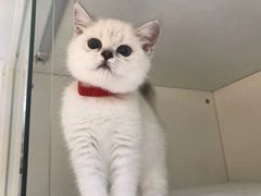 -lincat·猫舍(广州店)