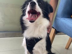 -宠颐生·恒爱宠物医院(静海店)