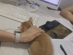 -佳雯宠物医院·皮肤科·内外科(春晓路分院)