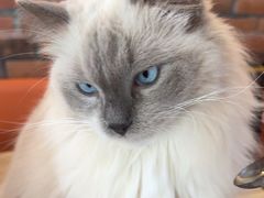 -豆逗聊愈猫阁Easy Life