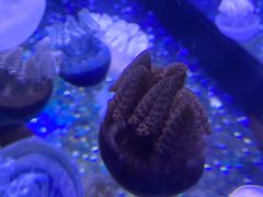 -欢乐海岸海洋奇梦馆