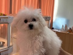 -翊宠yipet猫狗购宠庄园犬舍•猫舍