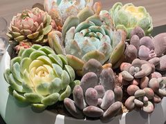 -双季花艺园艺市场(浦东店)