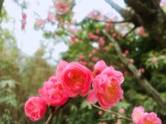 -温江公园