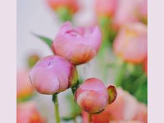 -双季花艺园艺市场(浦东店)