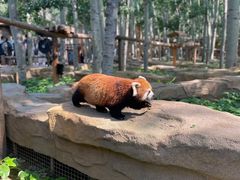 -北京野生动物园