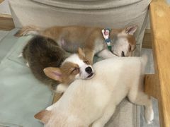 -柴犬小屋·柴餐厅·狗咖食堂(金鼎广场店)