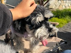 -三圣花乡旅游区