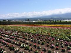 iphone_upload_pic-富田农场
