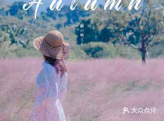 粉色秋天｜深圳的粉黛乱子草在这里盛开啦