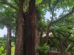 -红螺寺