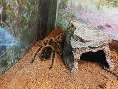 -上海大自然野生昆虫馆