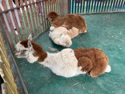 -萌宠亲子动物乐园(槐房万达店)