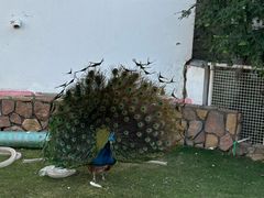 -J Create城市露营咖啡·简餐·宠物(上海动物园店)