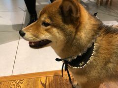 -柴务处·柴犬主题狗咖